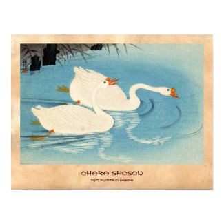 Ohara Shoson Two Sweeming Geese japanese art Print