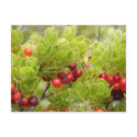 Ohelo Berries postcards