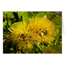 Ohia Lehua