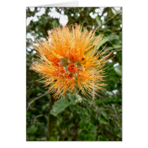 Ohia Lehua