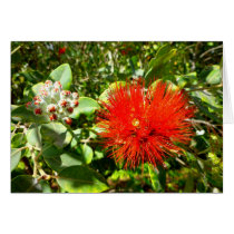 Ohia Lehua