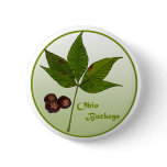 Ohio Buckeye Tree