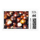 postcard - Ohio buckeyes. These are seeds of the buckeye tree. postcard - Ohio buckeyes. These are seeds of the buckeye tree.