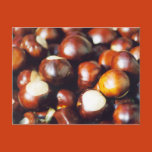 ohio, oh, buckeyes, tree, seeds, osu, ohio state