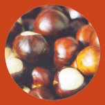 ohio, buckeyes, tree, seeds, osu, ohio state,