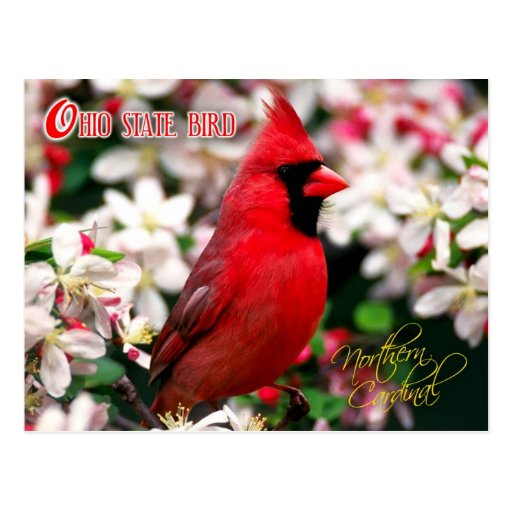 ohio state bird northern cardinal postcard zazzle ohio state bird northern cardinal postcard zazzle