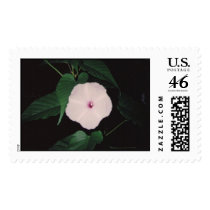 OIBZ postage