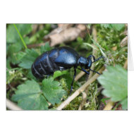 Oil beetle notelet card
