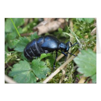 Oil beetle