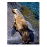 Oil-fouled Harbour Seal Post Cards