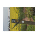 Oil Seed Path postcard
