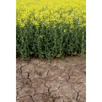 Oil Seed