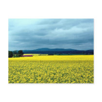 Oil-seed rape, Angus, Scotland at the Cornish Rivi Post Cards