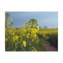 Oil seed rape flowers postcard