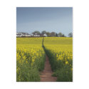 Oilseed Path postcard