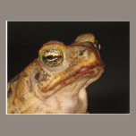 Ojo de la rana tarjetas postales