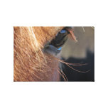 Ojo del caballo lona estirada galerías