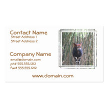 Okapi Business Cards