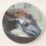 Okapi Itch Coaster