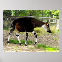 Okapi Print