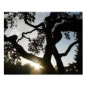 Oke tree - Customized posters