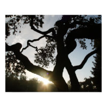Oke tree posters by adkison Oke tree posters