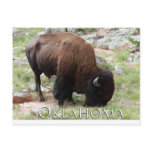 Oklahoma Bison Postcard