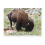 Oklahoma Bison Postcard