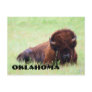 Oklahoma Bison Postcard