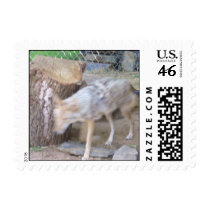 Oklahoma Coyote postage