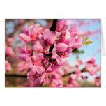 Oklahoma Redbud Note Card
