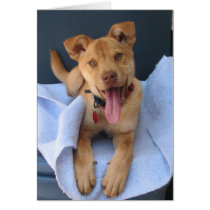 Oklahoma Shelter Pup 012 cards