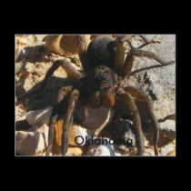 Oklahoma,Spider postcards by tina312 Oklahoma,Spider postcards