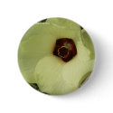 Okra Bloom Button by greatphotos Okra Bloom Button