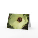 Okra Bloom Greeting Card by greatphotos Okra Bloom Greeting Card