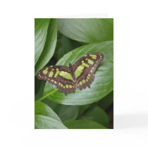 Olbrich Butterfly 2 cards by KiraDott Olbrich Butterfly 2 cards