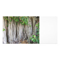 Old ancient ficus tree roots background picture photo cards