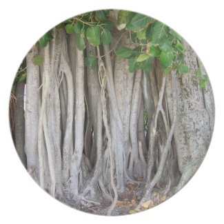 Old ancient ficus tree roots background picture