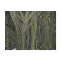 Old Banyan Tree Postcard