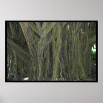 Old Banyan Tree Posters & Prints