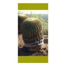 Old Barrel Cactus Mexico Custom Photo Card