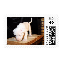 Old Bible, New Puppy postage by beverlytazangel Old Bible, New Puppy postage