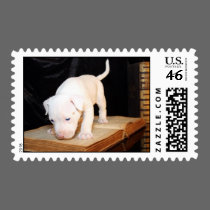 Old Bible, New Puppy postage
