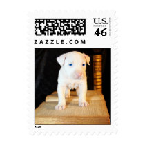 Old Bible, New Puppy postage by beverlytazangel Old Bible, New Puppy postage