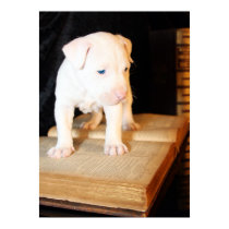 Old Bible, New Puppy posters by beverlytazangel Old Bible, New Puppy posters