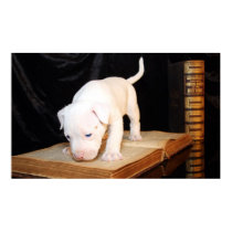 Old Bible, New Puppy posters by beverlytazangel Old Bible, New Puppy posters