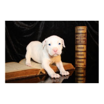 Old Bible, New Puppy posters by beverlytazangel Old Bible, New Puppy posters