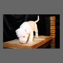 Old Bible, New Puppy posters