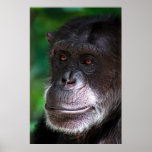 Old Chimp posters