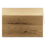 old cows